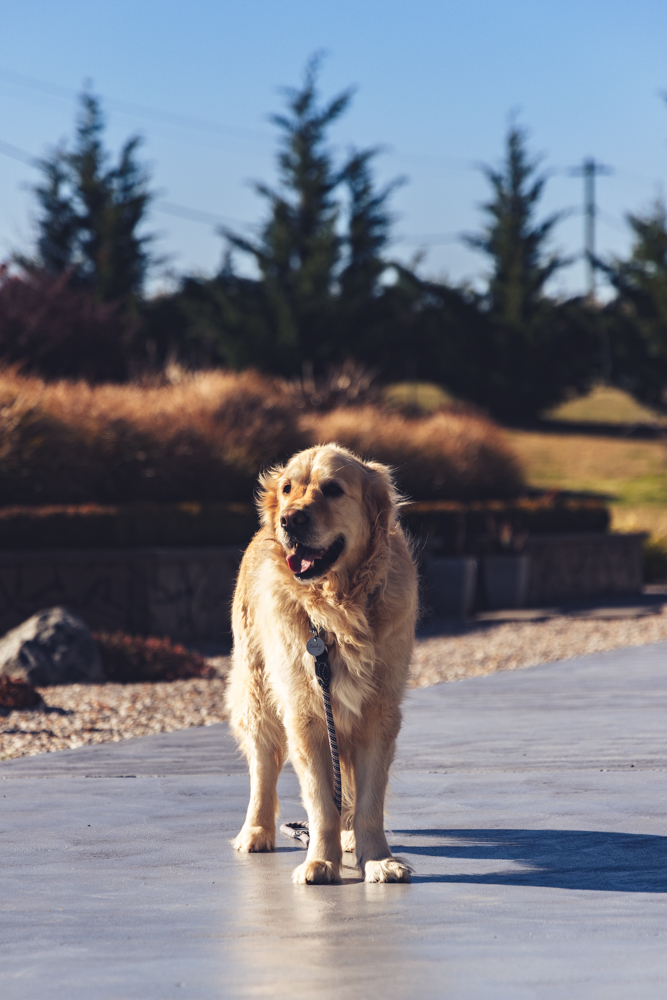 Dog in sunshine on a driveway